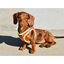 Nayeco X-TRM Neo Fucsia arnés para perros, , large indicador imagen numero 2